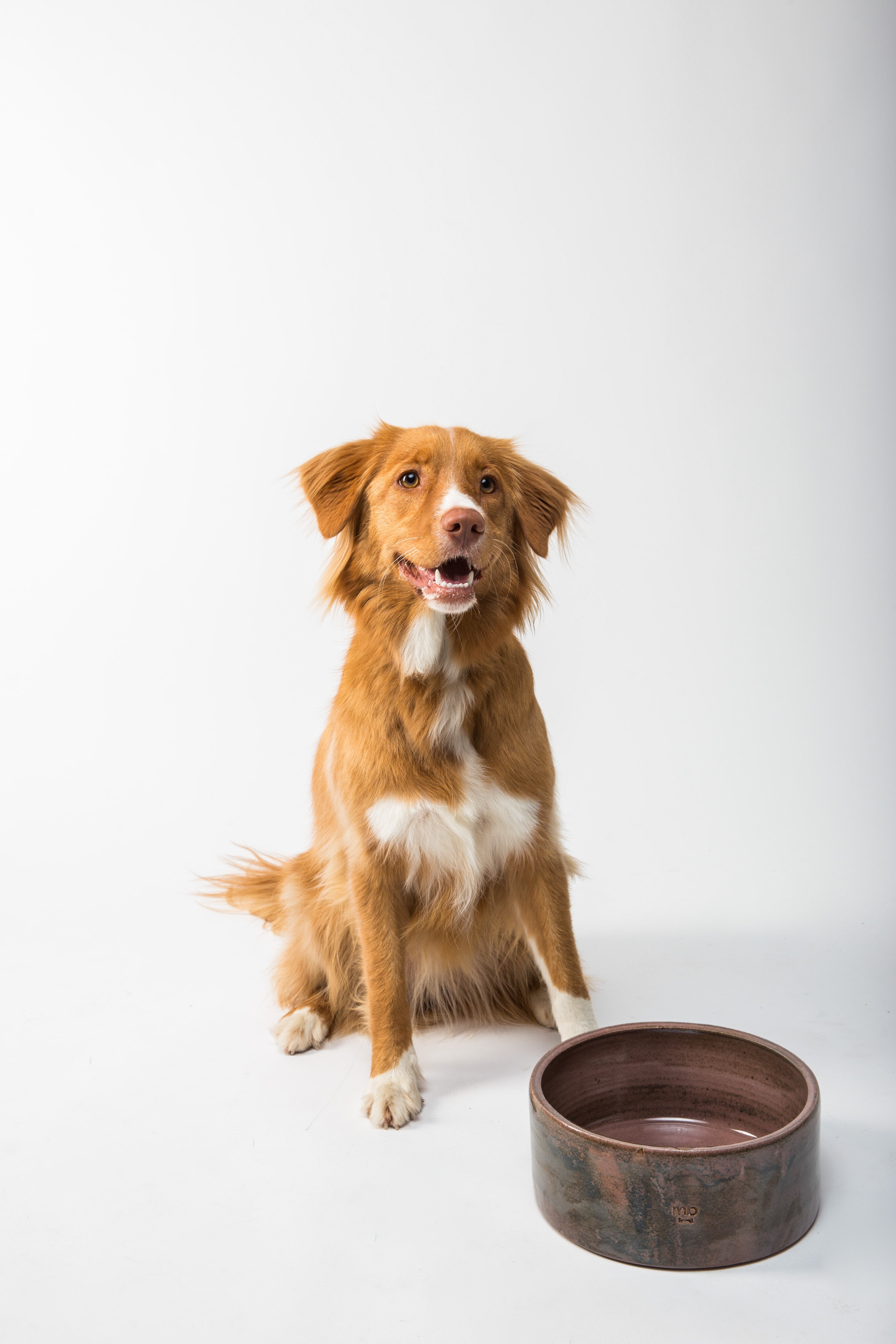 Feeding your dog Kibble? Why Unprocessed Dog Foods Outshine Processed Diets and What You Need to Know!"