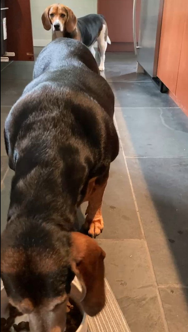 Topz dog food premium toppers and treats chicken topper meal testimonial