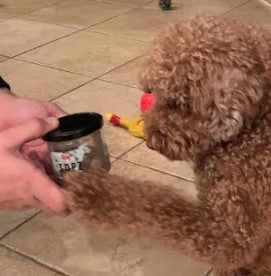 ACELALLI loves TOPZ testimonials beef topper for kibble 100% natural