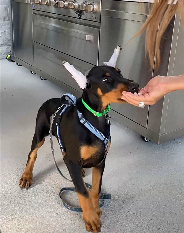 Doberman loves TOPZ dog food premium toppers and treats