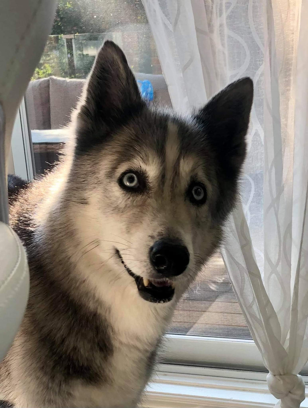 Maki the husky loves Topz dog food premium toppers and treats